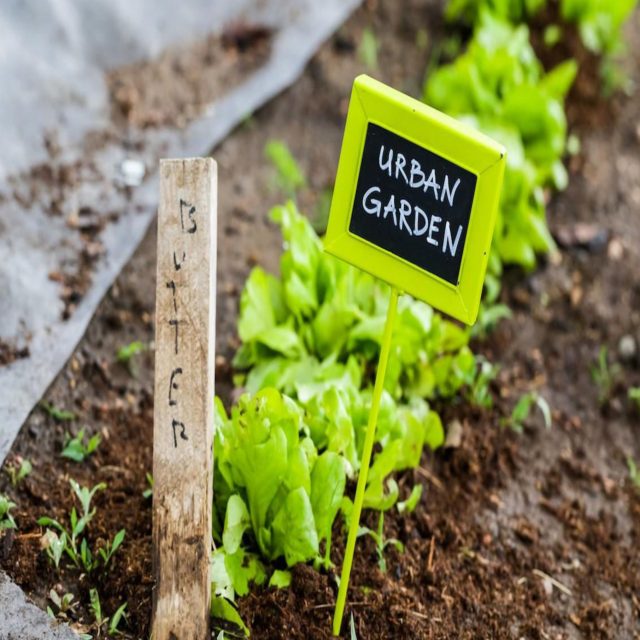 urban farming proposal